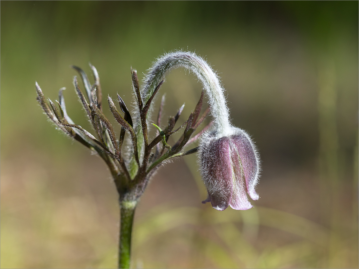 Изображение особи Pulsatilla pratensis.