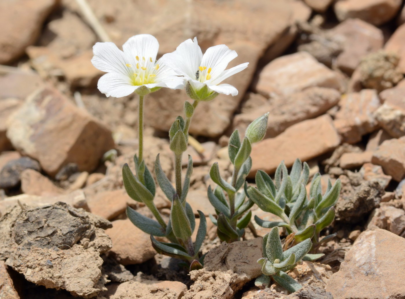 Image of Cerastium lithospermifolium specimen.