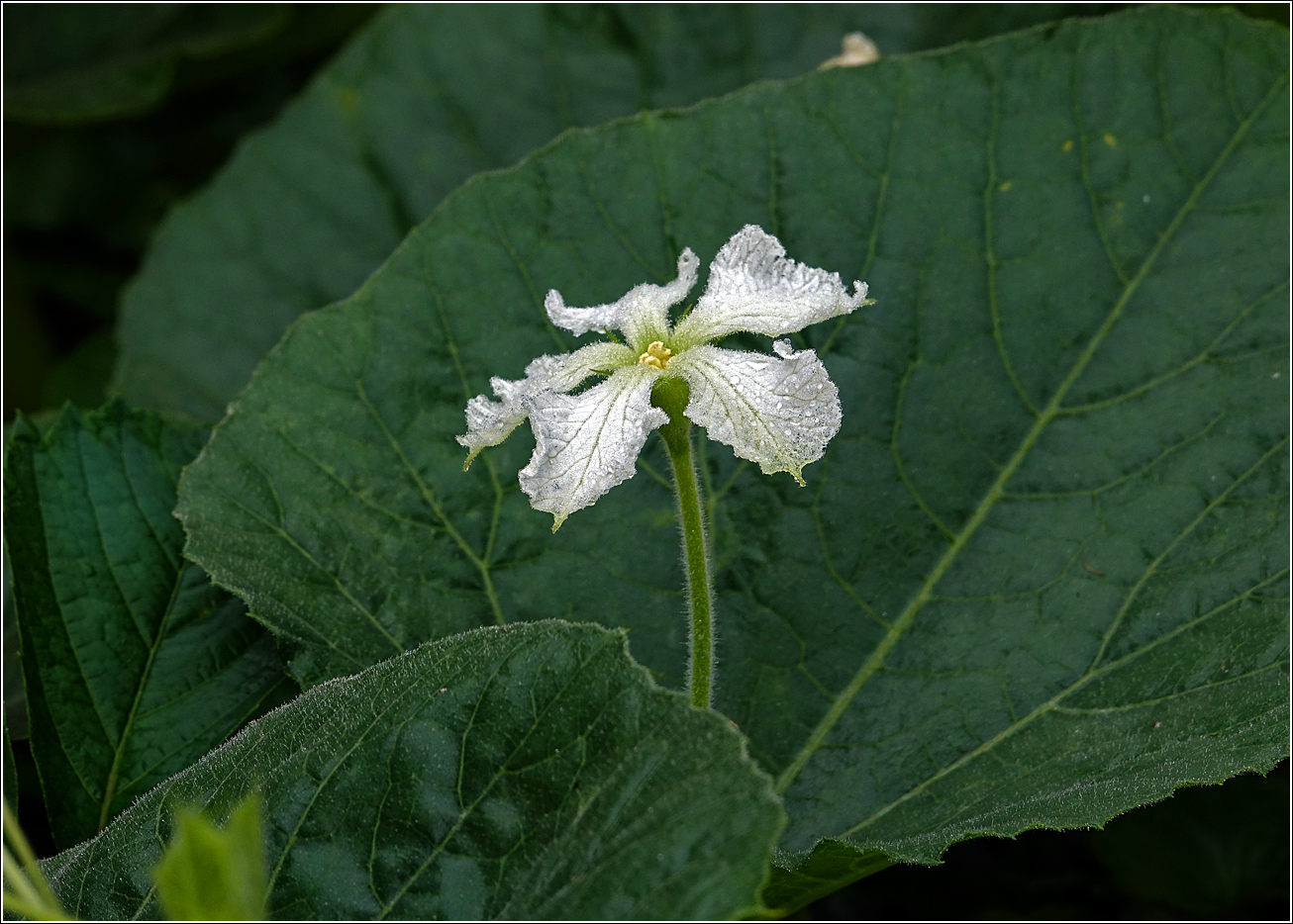 Image of Lagenaria siceraria specimen.