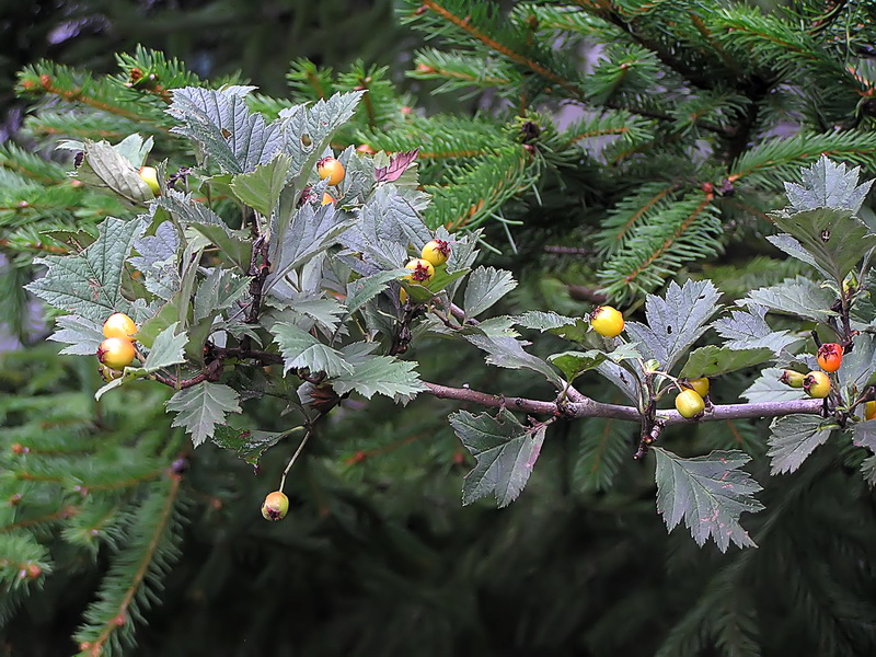 Изображение особи Crataegus dahurica.