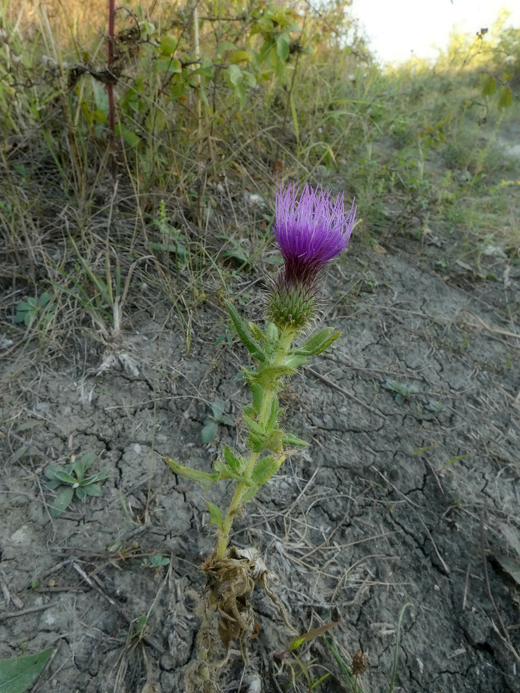 Image of Cirsium vulgare specimen.