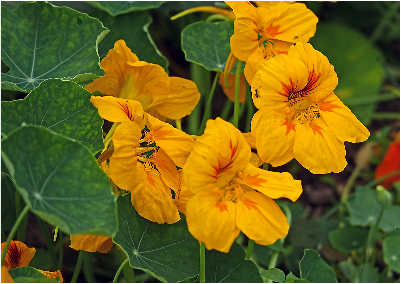 Image of Tropaeolum majus specimen.