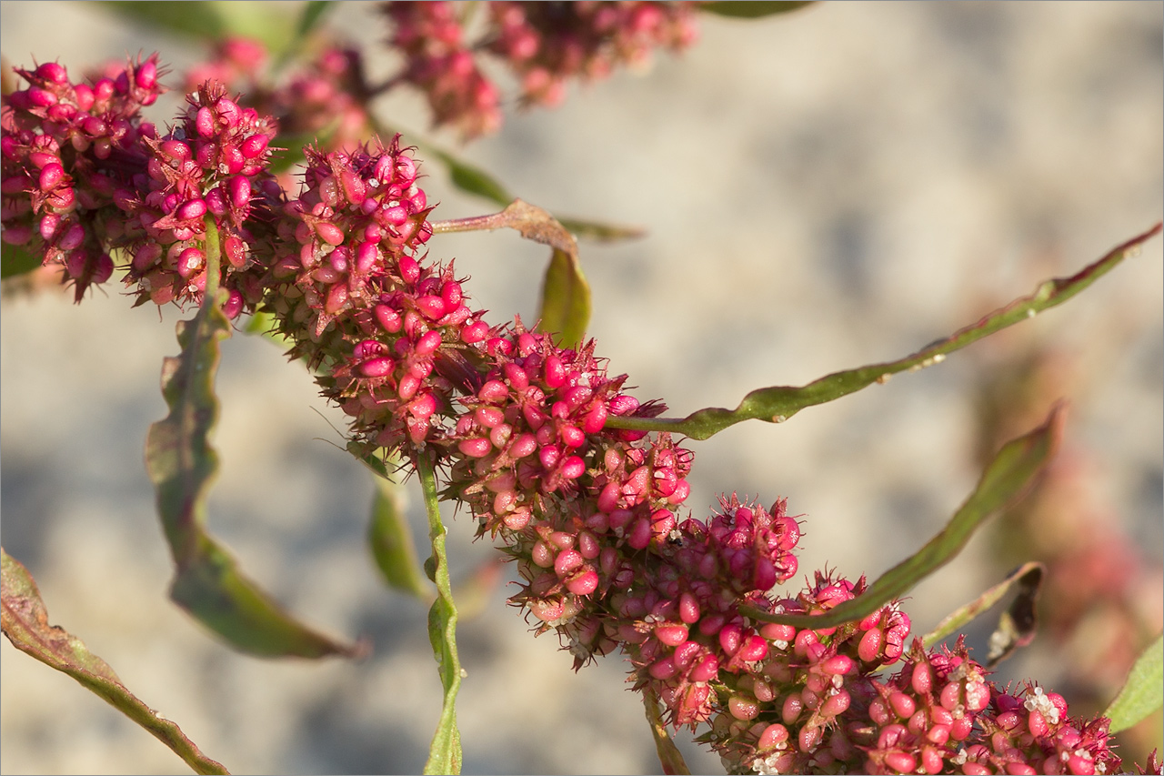 Изображение особи Rumex ucranicus.