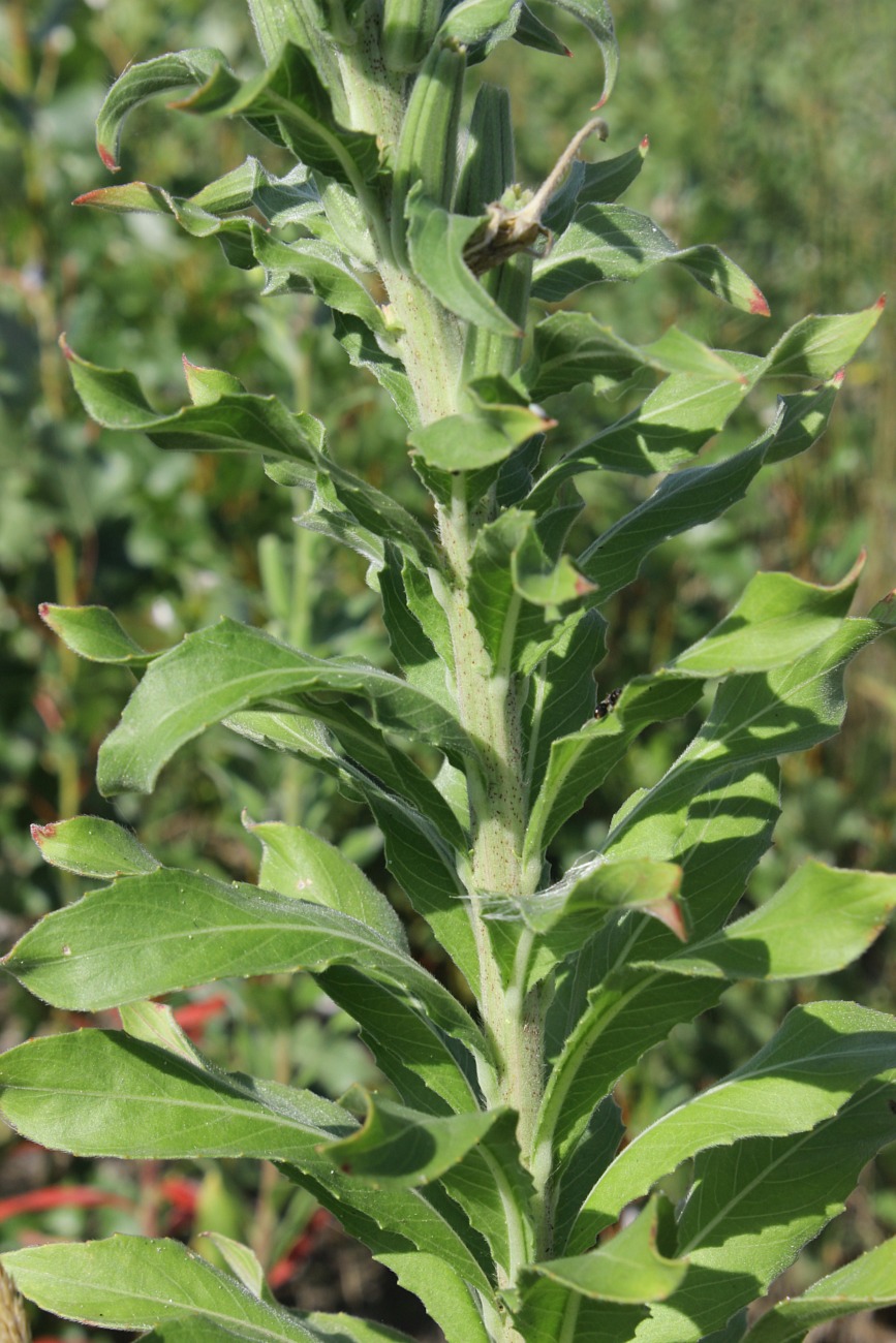 Image of Oenothera depressa specimen.