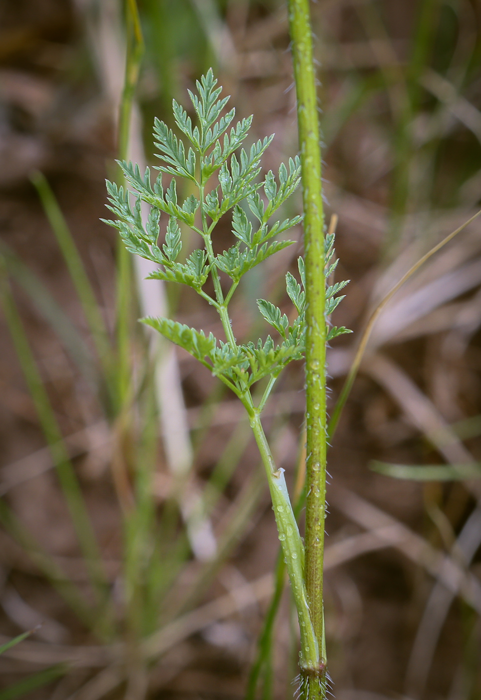 Image of Chaerophyllum prescottii specimen.