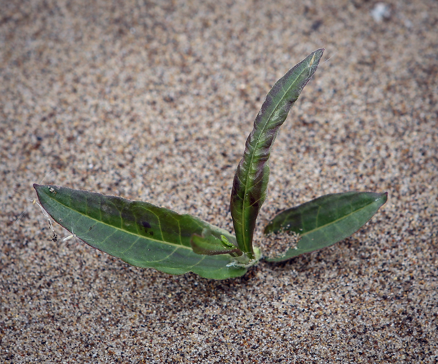 Изображение особи Persicaria lapathifolia.