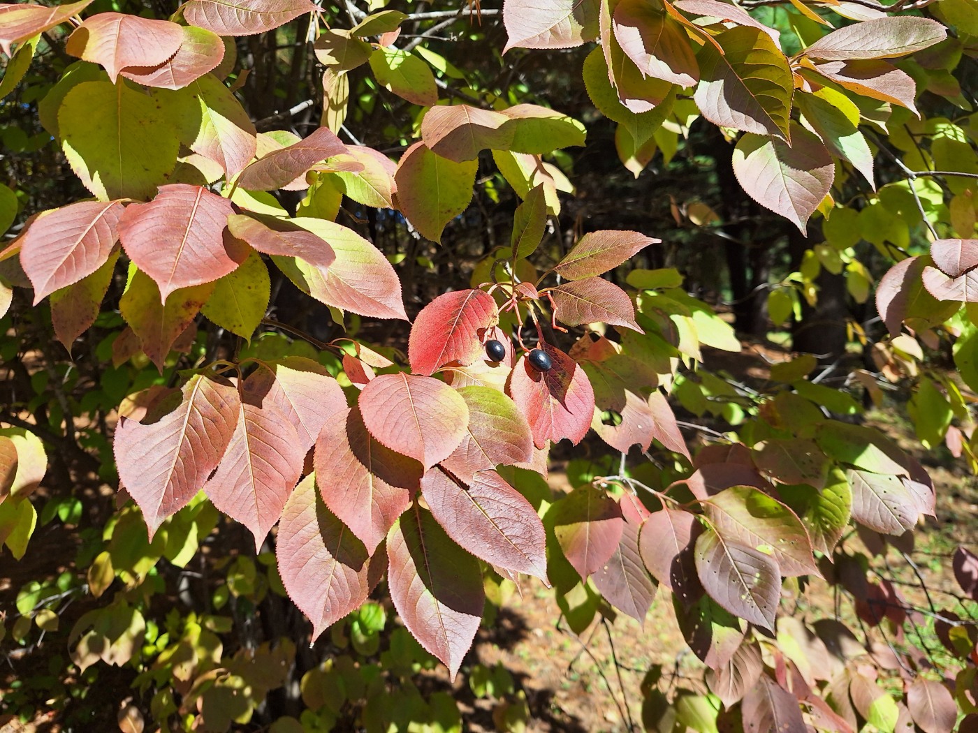 Image of Viburnum prunifolium specimen.