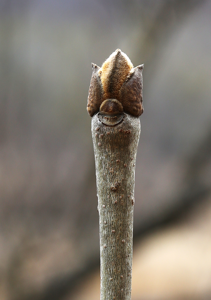 Image of Fraxinus rhynchophylla specimen.