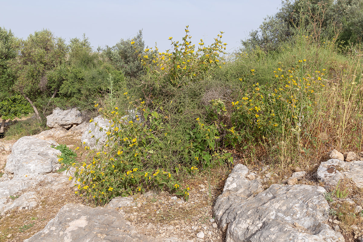 Image of Phlomis viscosa specimen.