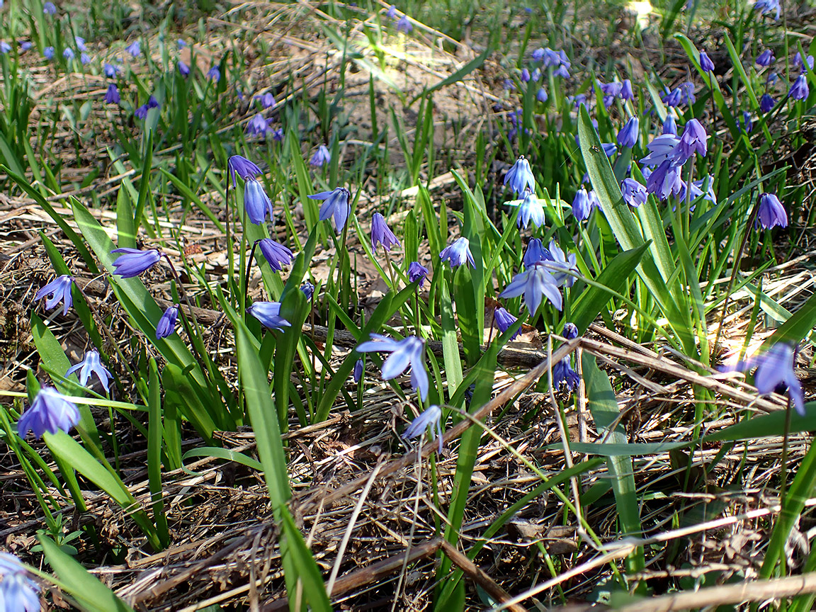 Image of Scilla siberica specimen.