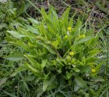 Ranunculus ophioglossifolius. Цветущие растения. Абхазия, Гагрский р-н, с. Лдзаа, сырой луг. 13.04.2024.