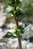 Phlomoides septentrionalis