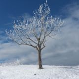 Fraxinus excelsior. Покоящееся одиночное дерево с инеем на ветвях. Краснодарский край, м/о г. Геленджик, хр. Коцехур, гора Шахан, горный луг, используемый как пастбище. 16.01.2021.