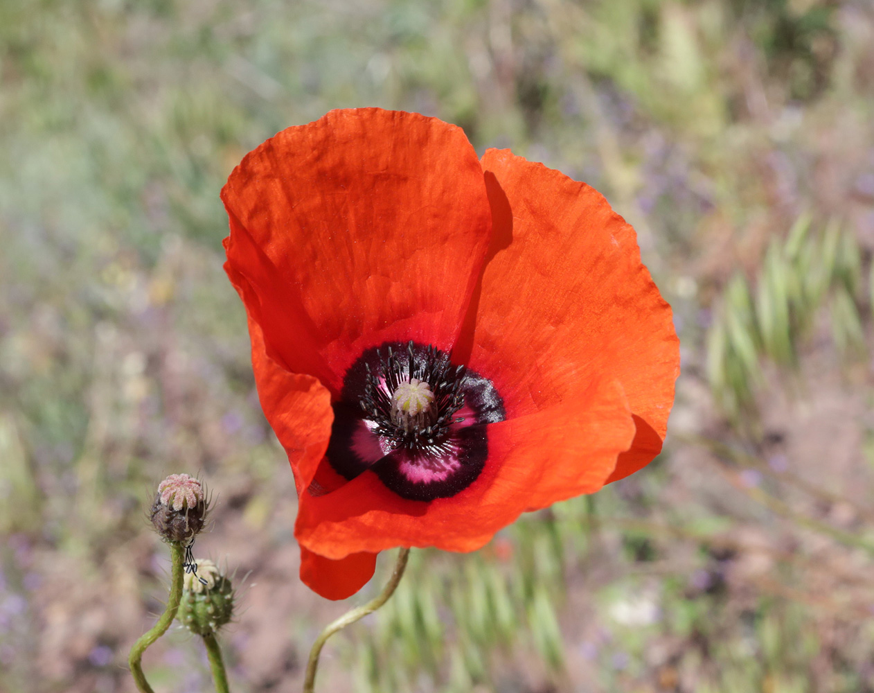 Изображение особи Papaver pavoninum.