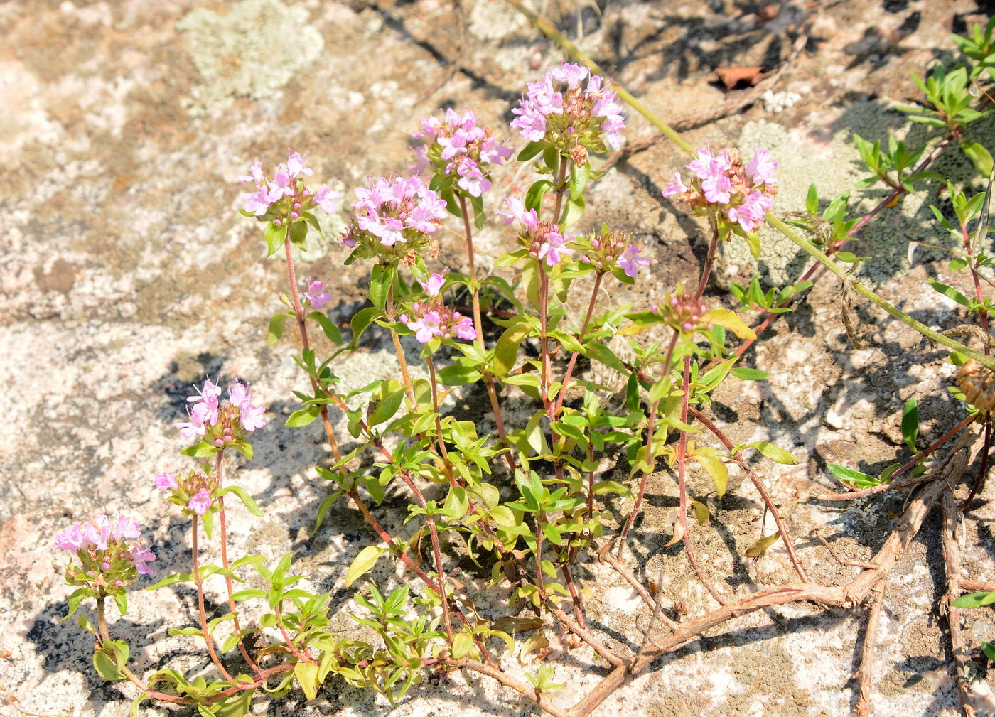 Image of Thymus seravschanicus specimen.