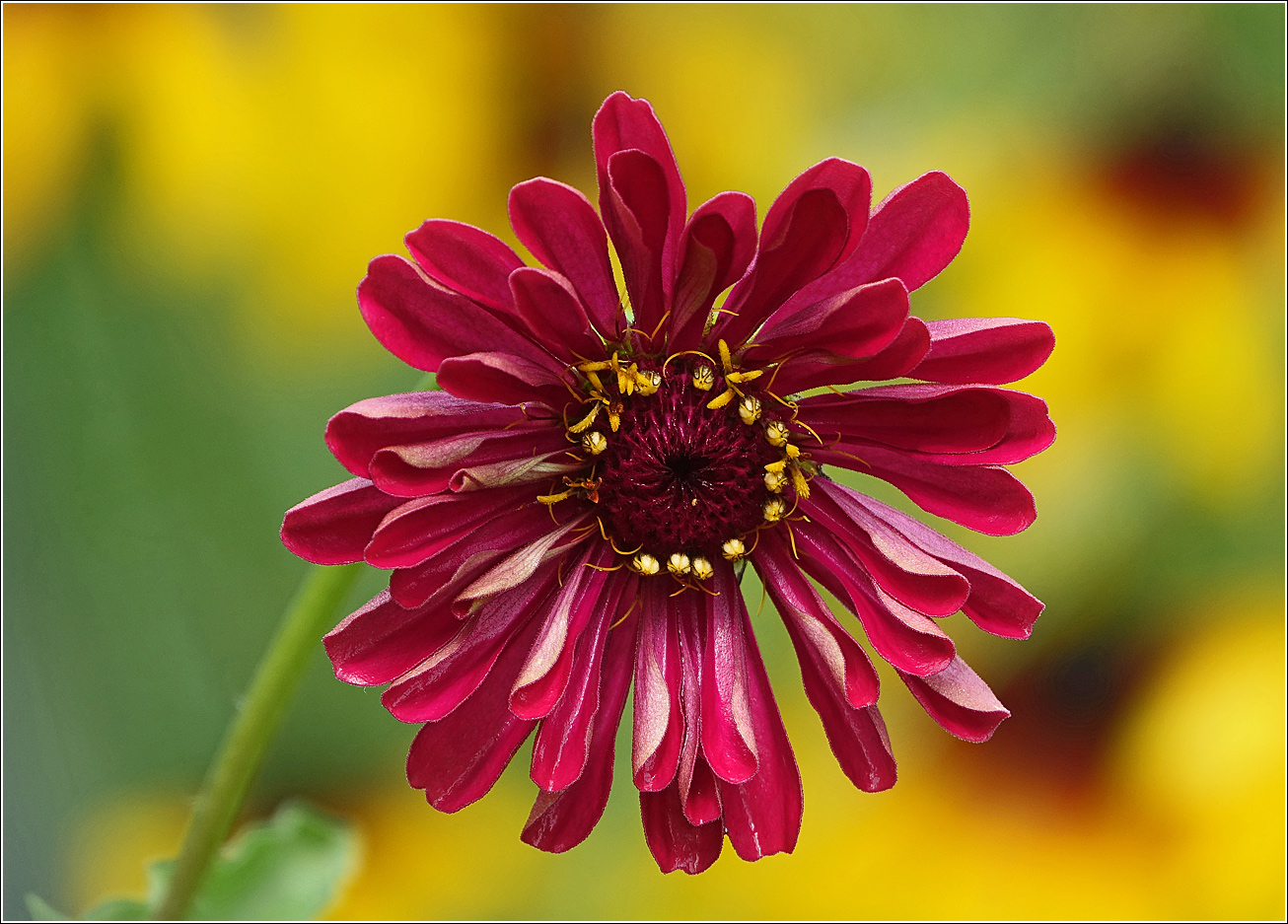 Image of Zinnia elegans specimen.