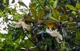 Magnolia grandiflora