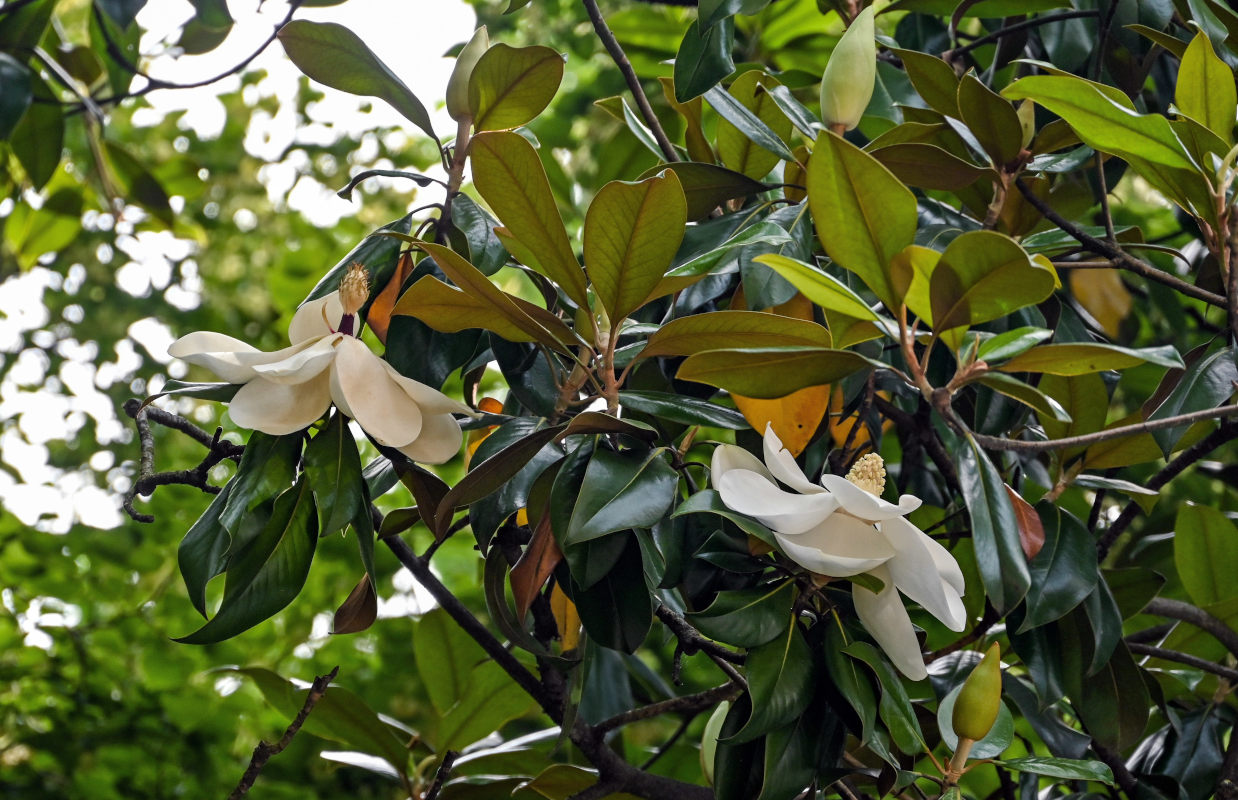 Image of Magnolia grandiflora specimen.