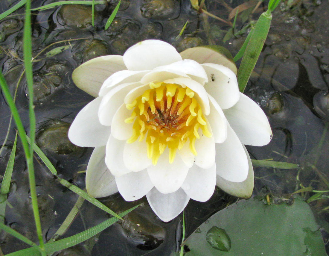 Image of Nymphaea &times; borealis specimen.