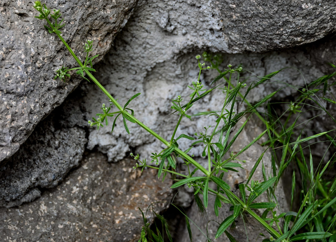 Изображение особи Galium aparine.