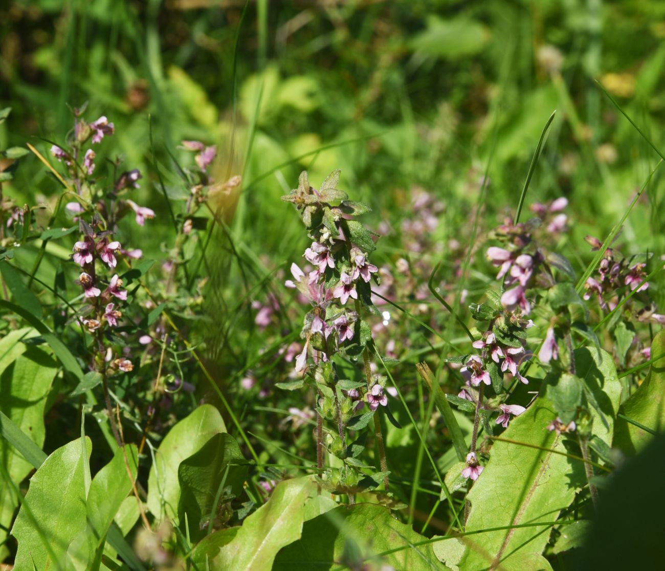 Изображение особи Odontites vulgaris.