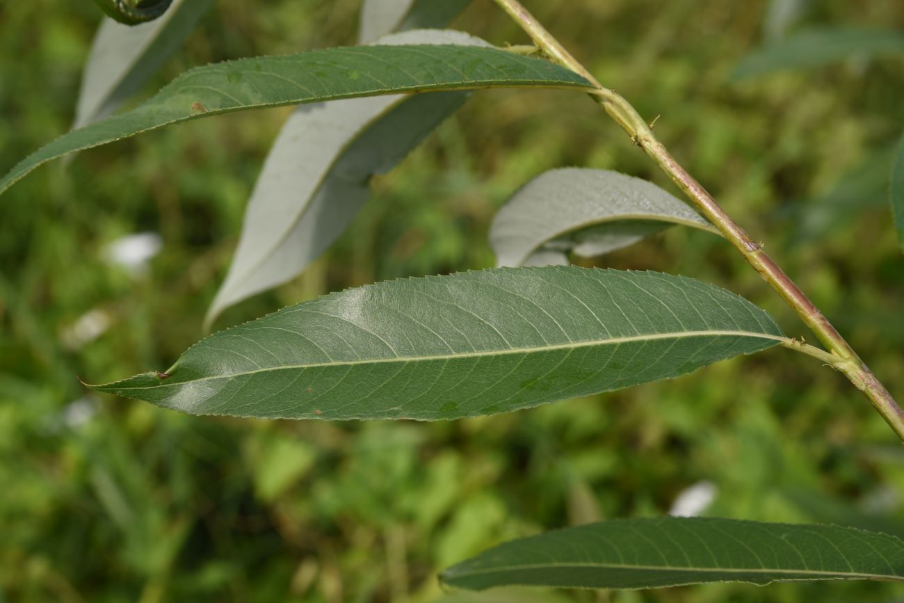 Image of genus Salix specimen.