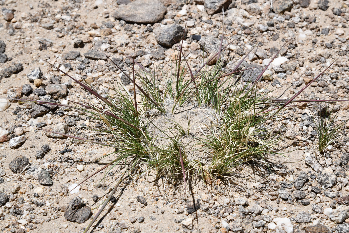 Изображение особи род Stipa.