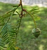 Metasequoia glyptostroboides. Верхушка веточки с шишкой. Австрия, Каринтия, г. Клагенфурт. Июль 2014 г.