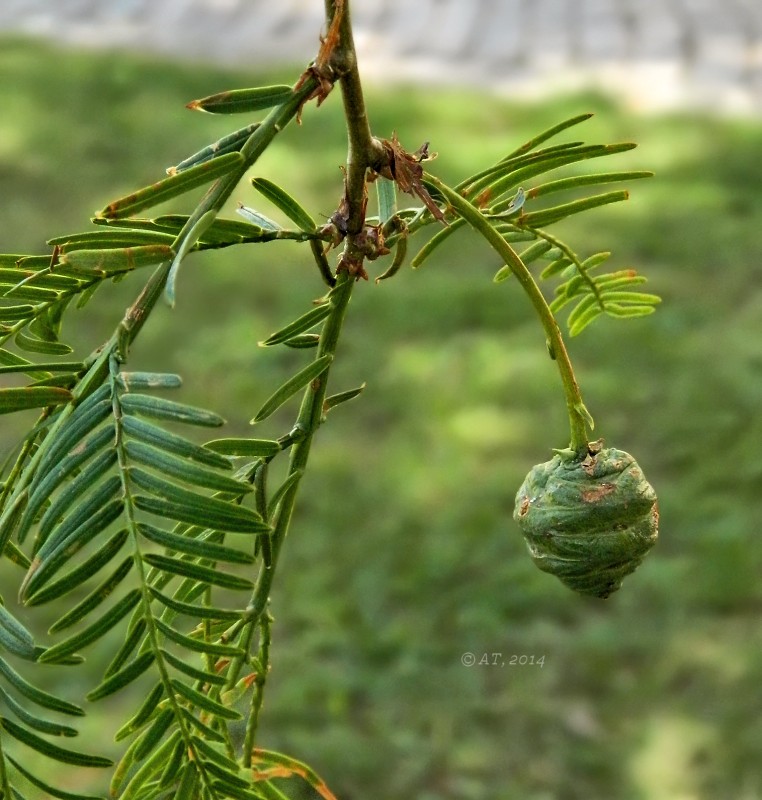 Image of Metasequoia glyptostroboides specimen.