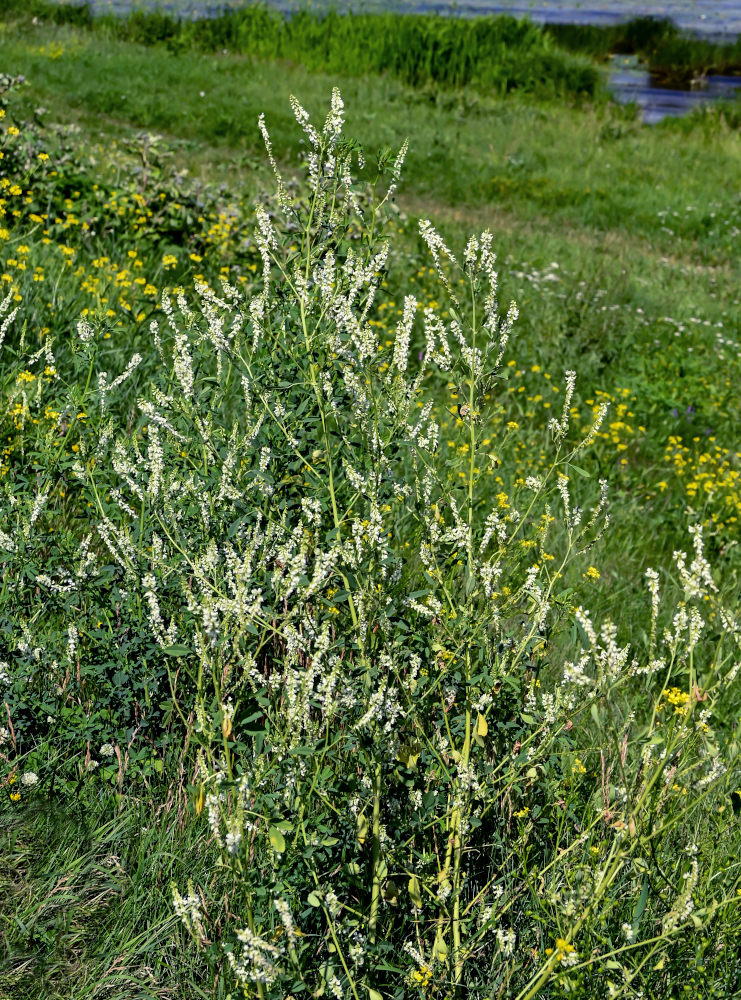 Image of Melilotus albus specimen.