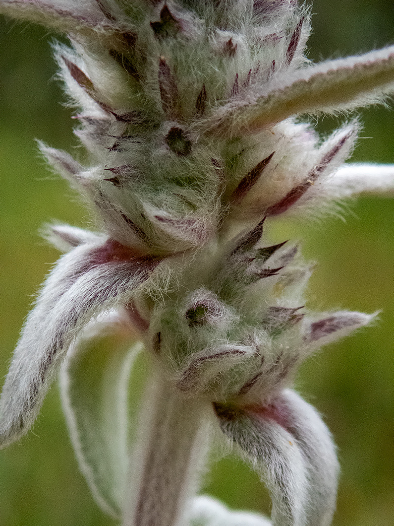 Изображение особи Stachys velata.