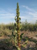 Rumex similans