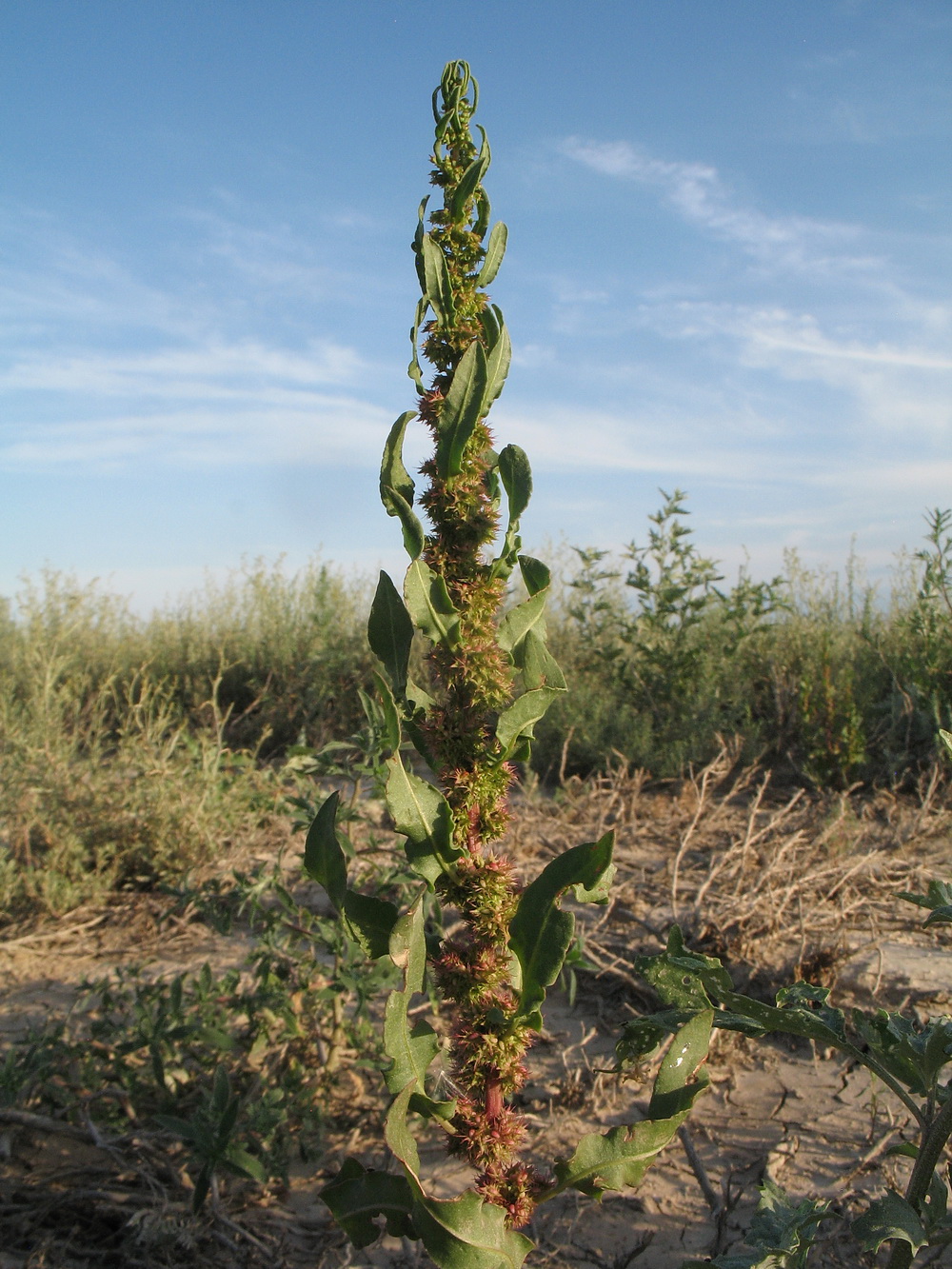 Изображение особи Rumex similans.