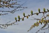 Larix kaempferi