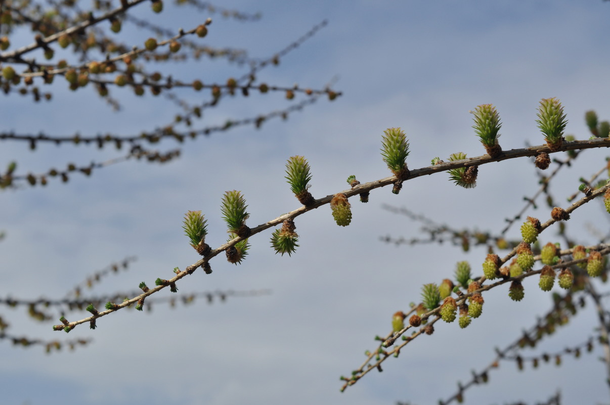 Image of Larix kaempferi specimen.