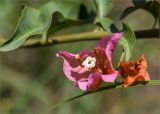 genus Bougainvillea