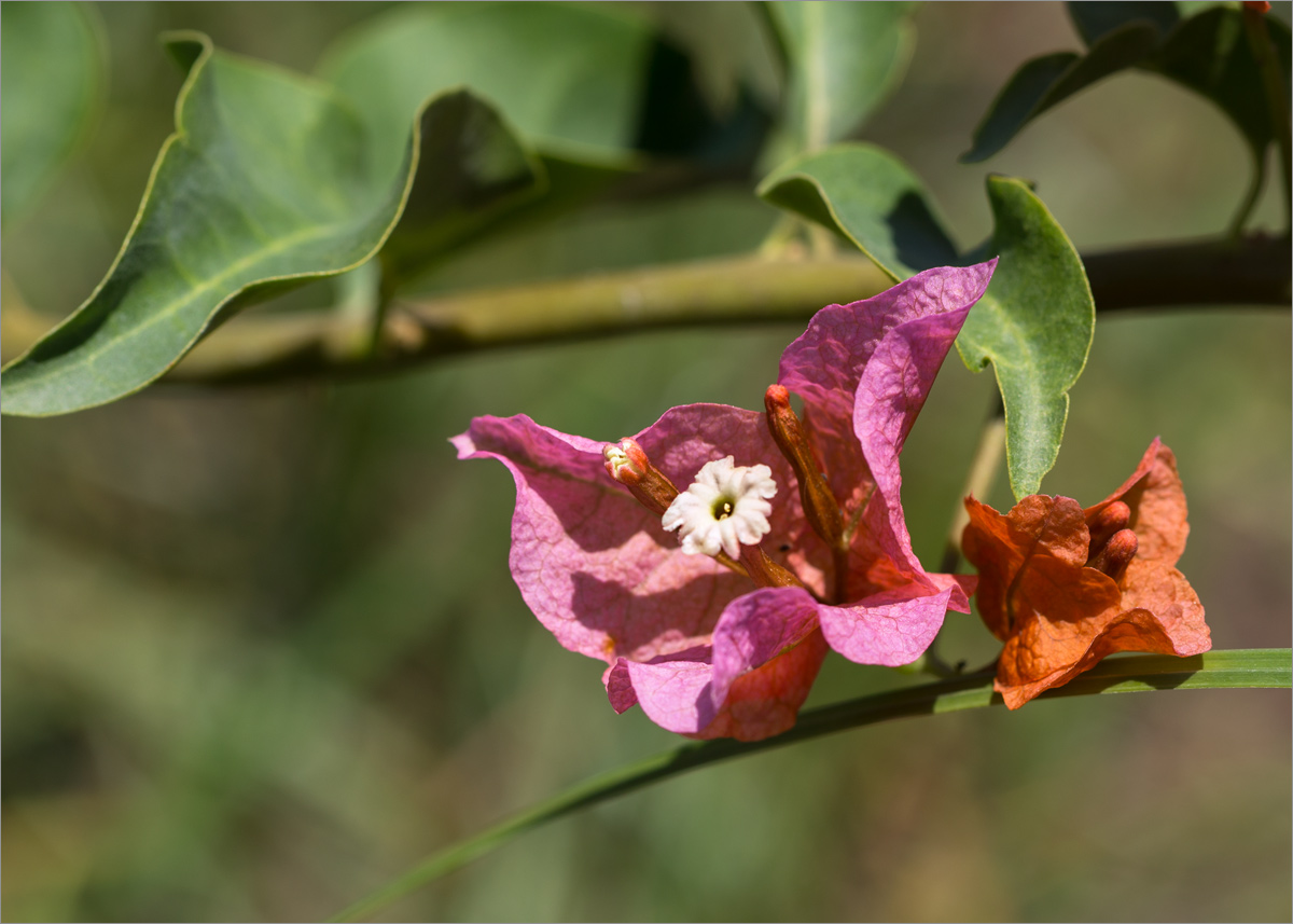 Изображение особи род Bougainvillea.