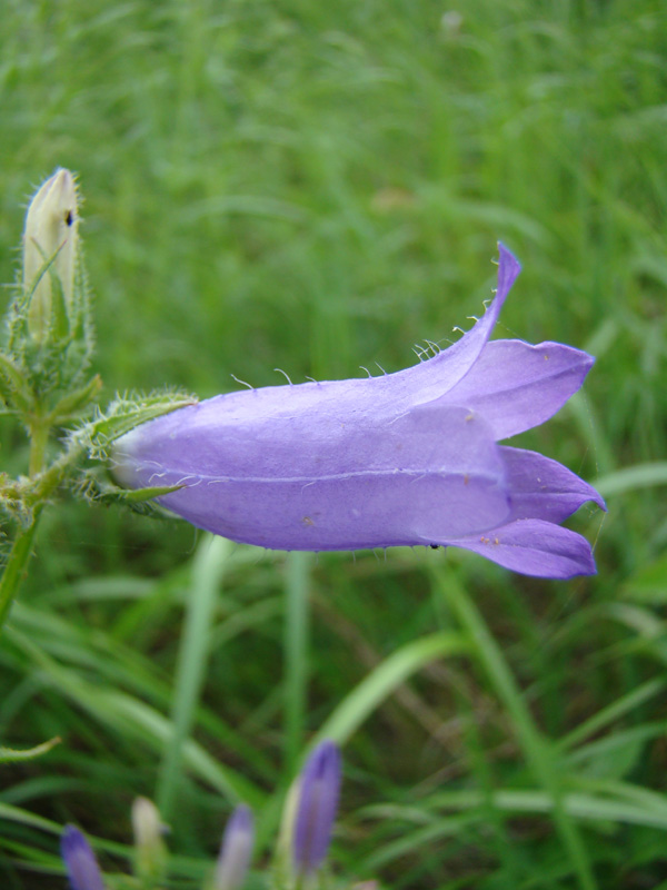 Image of Campanula praealta specimen.