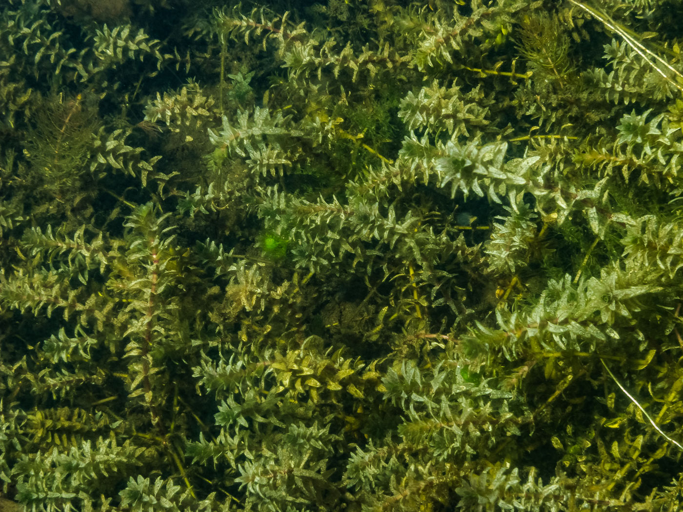 Изображение особи Elodea canadensis.