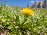 Taraxacum stenocephalum. Цветущее растение. Кабардино-Балкария, Черекский р-н, окр. с/п Верхняя Балкария, южный склон горы Бекаирбаши, ≈ 2100 м н.у.м., субальпийский луг. 29.07.2024.