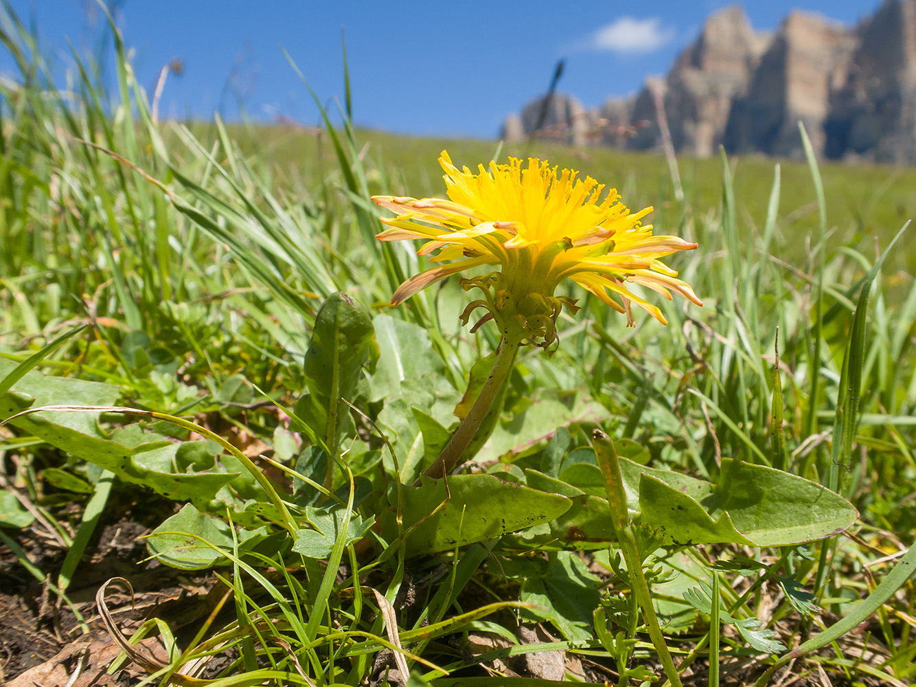 Image of Taraxacum stenocephalum specimen.