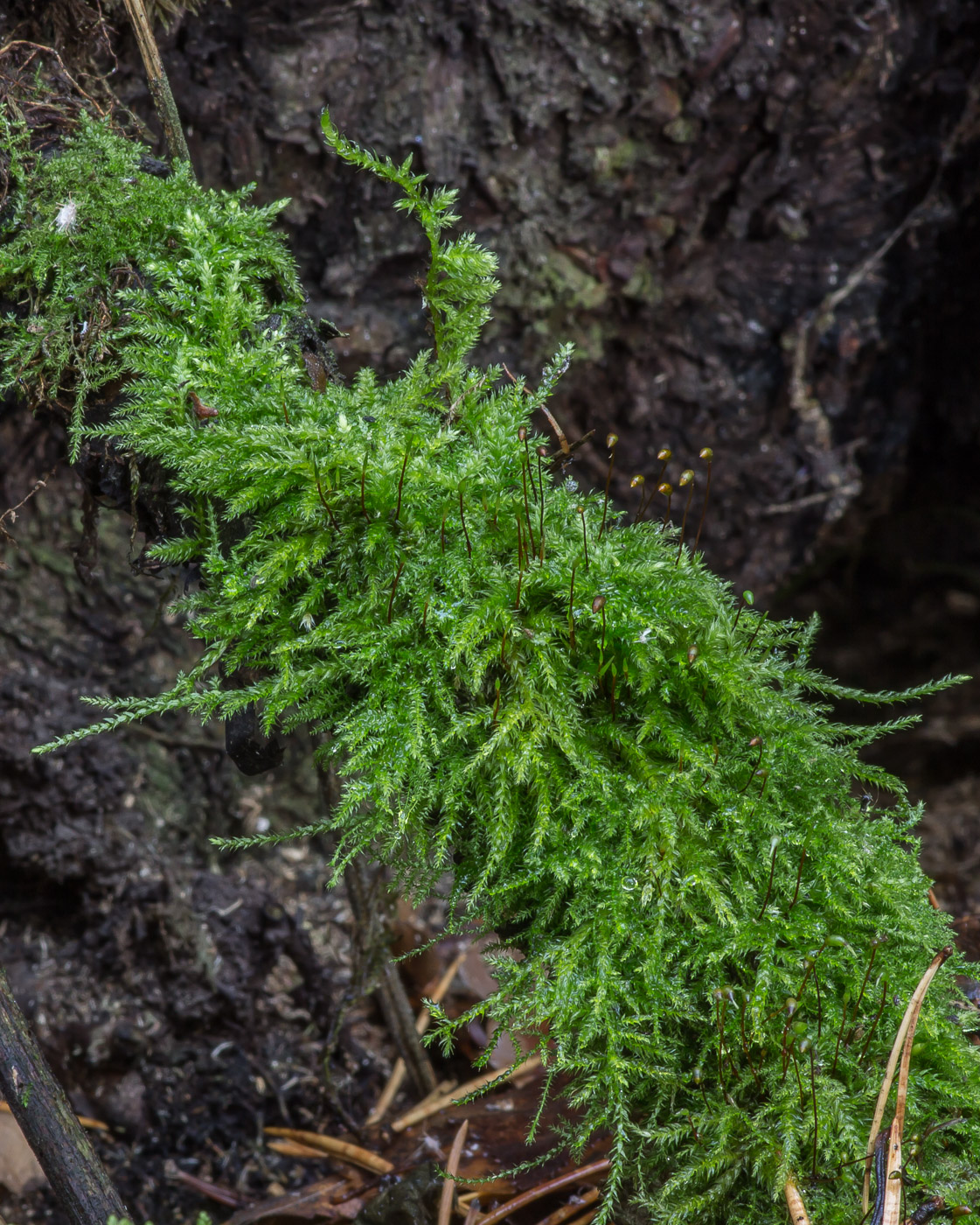 Изображение особи семейство Brachytheciaceae.