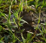 Cerastium arvense