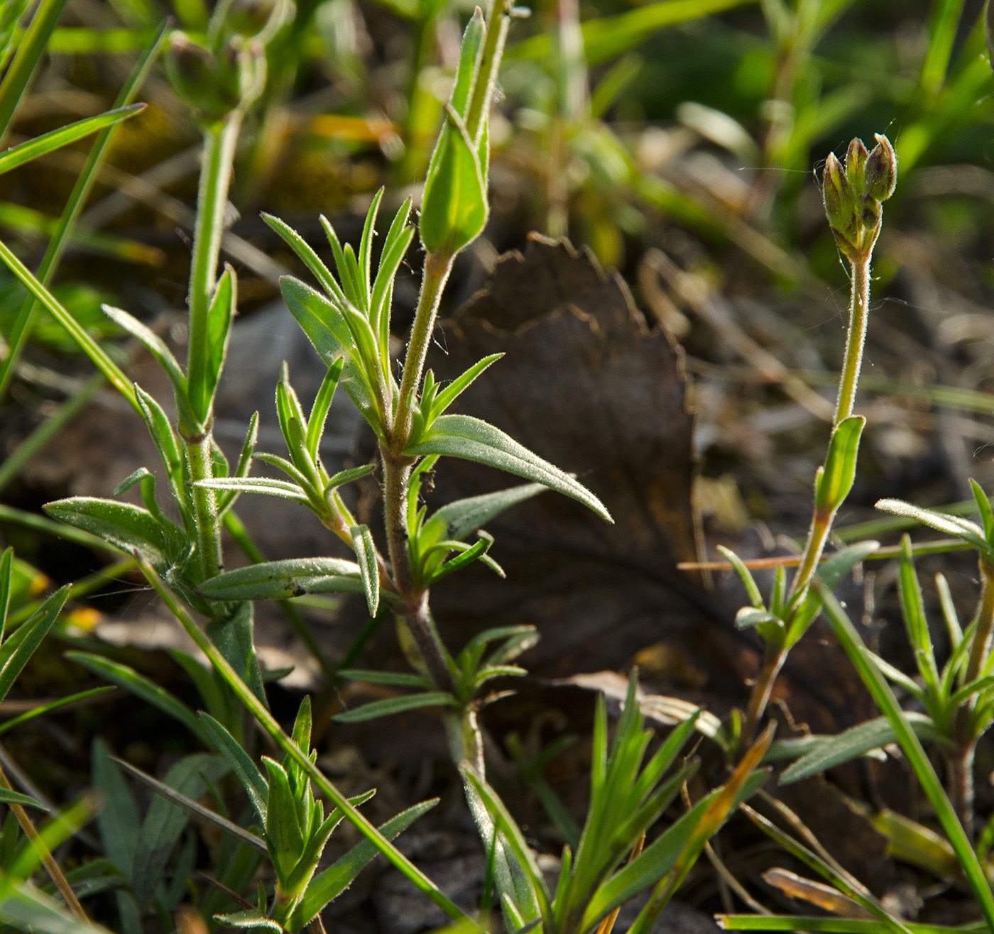 Image of Cerastium arvense specimen.