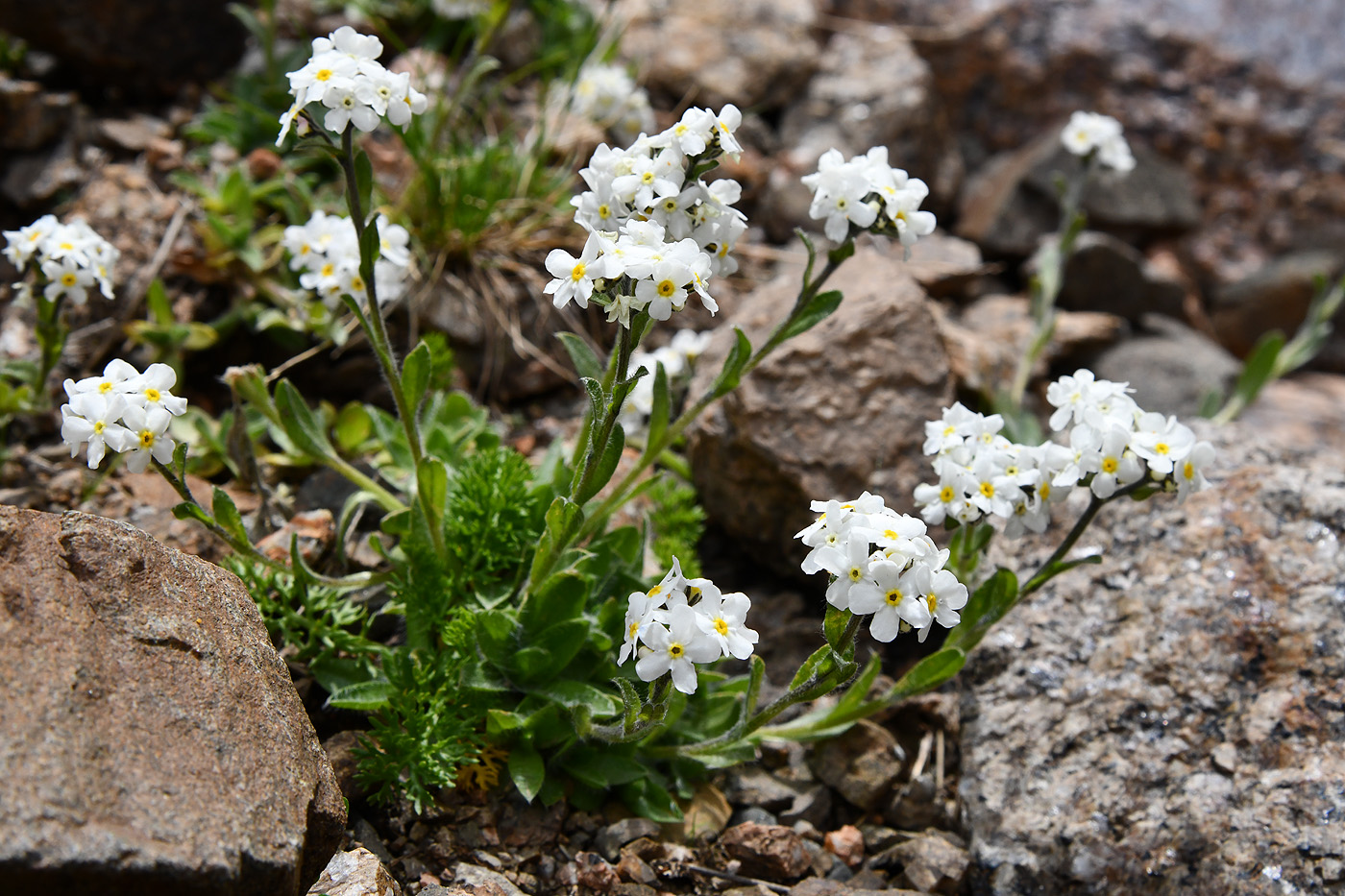 Image of Eritrichium villosum specimen.