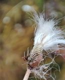 Eriophorum scheuchzeri