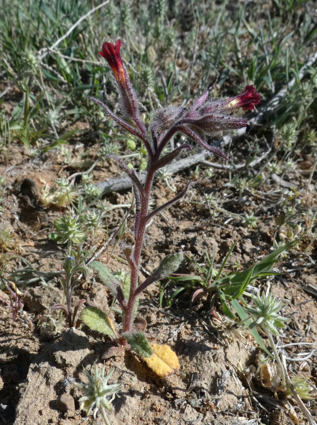 Изображение особи Nonea caspica.