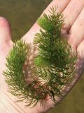 Смотреть изображение Ceratophyllum demersum