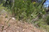 View full-size image Trigonella striata