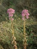 Смотреть изображение Hylotelephium triphyllum